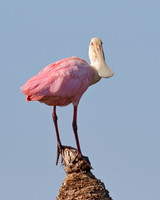 Roseate Spoonbill perched on a palm stump - Melbourne, Florida