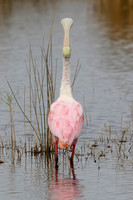 Roseate Spoonbill pointing its bill upward - Merritt Island, Flo