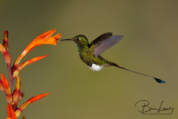 Male Booted Rackettail feeding at a Heliconia flower - Tandayapa