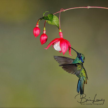 Sparkling Violetear feeding on a Fuchsia flower in the mountain