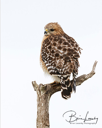 Red-shouldered Hawk - Florida