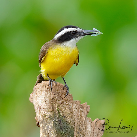 Lesser Kiskadee catching an insect - Gamboa, Panama