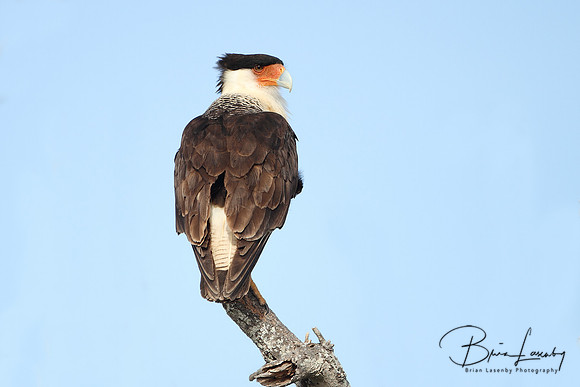 Adult Crested Caracara Perched on a Dead Branch