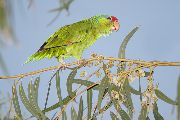 Red-crowned Parrot - Texas