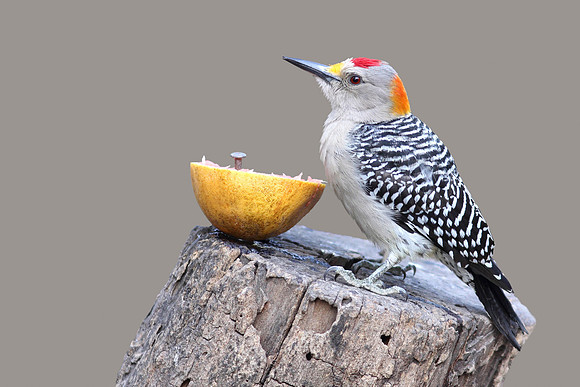 Golden-fronted Woodpecker - Texas