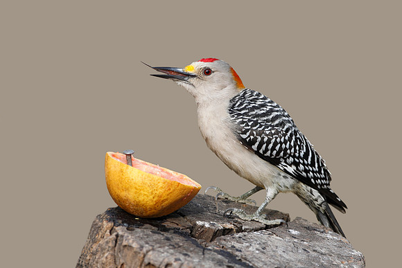 Golden-fronted Woodpecker - Texas