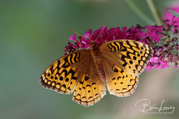 Great-spangled Fritillary on Butterfly Bush