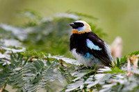 Golden Hooded Tanager - Gamboa, Panama
