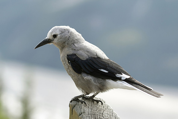 Clark's Nutcracker - Jasper National Park, Canada