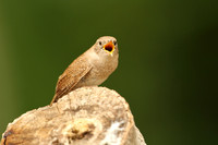 House Wren