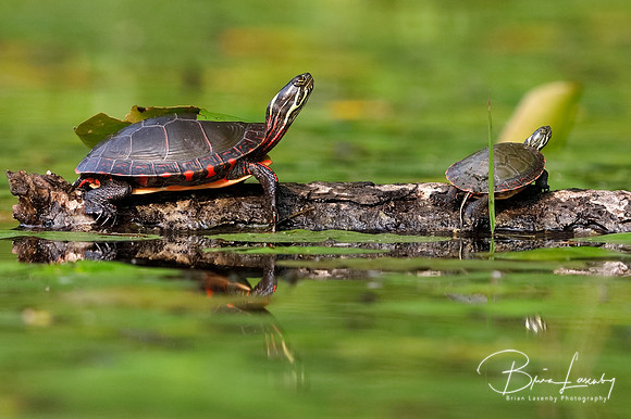 Midland Painted Turtles - Pinery Provincial Park, ON