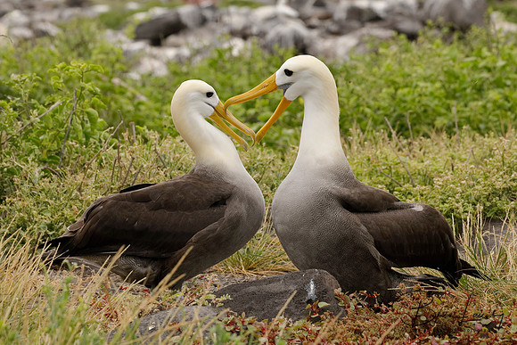 Waved Albatrosses courting