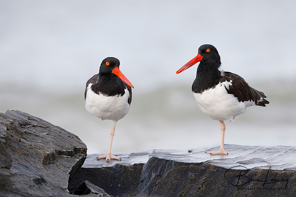 American Oystercatchers - Honeymoon Beach, FL