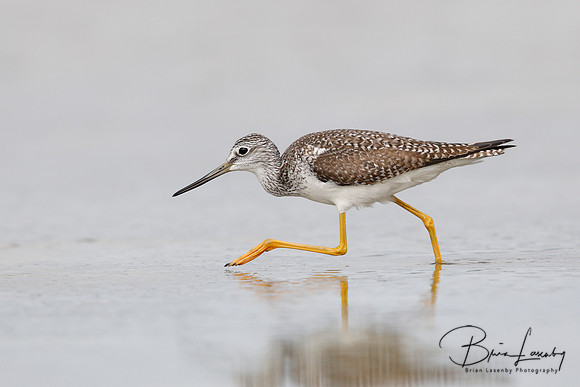Greater Yellowlegs (Tringa melanoleuca)