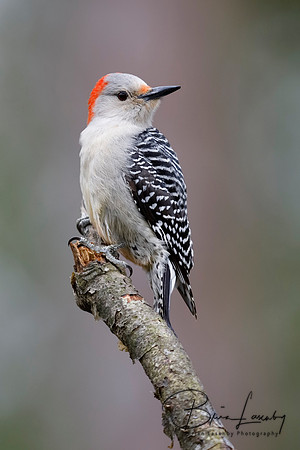 Female Red-bellied Woodpecker perched on a tree branch