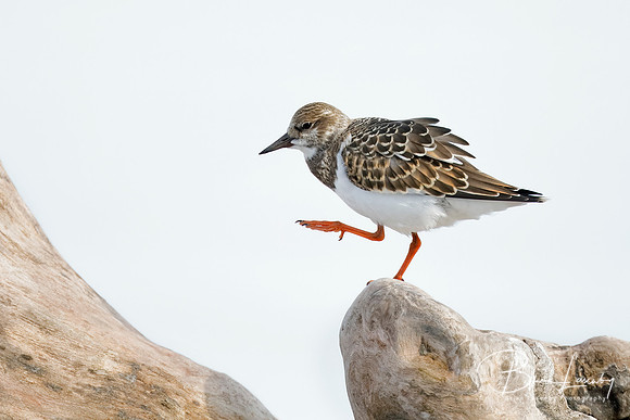 Ruddy Turnstone on a piece of driftwood - Lake Huron, Ontario, Canada