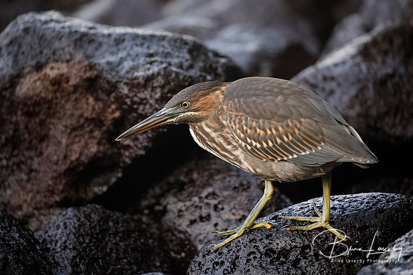 Juvenile Striated Heron stalking its prey
