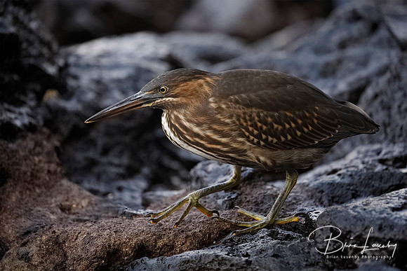 Juvenile Striated Heron stalking its prey