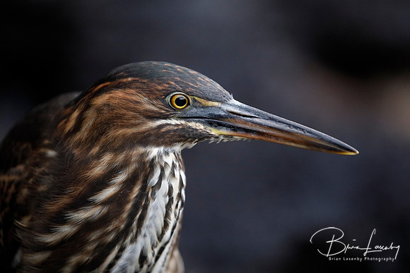 Closeup of a Juvenile Striated Heron