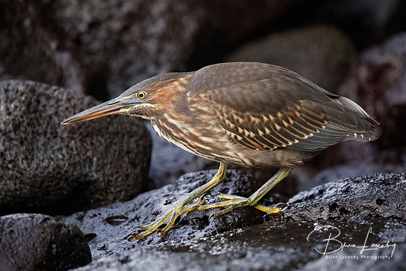 Juvenile Striated Heron stalking its prey