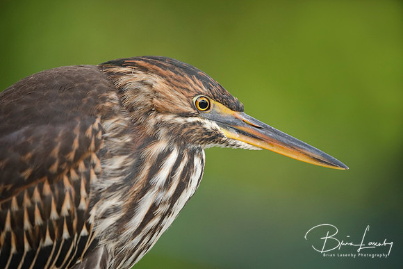 Closeup of a Juvenile Striated Heron