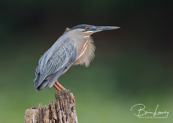 Striated Heron Perched on a Stump - Panama