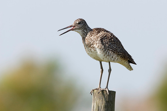 Willet - Texas