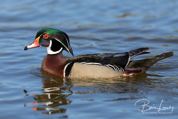Male Wood Duck - San Diego, California