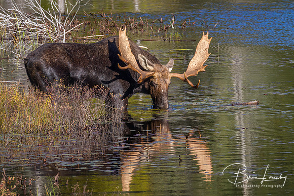 Large Bull Moose Feeding on Water Lilies in Autumn