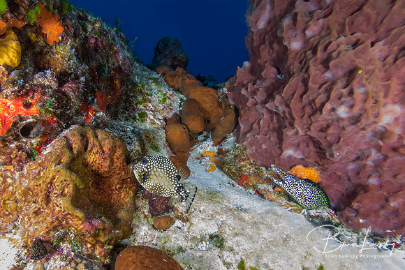 Smooth Trunkfish swimming past a Spotted Moray in Cozumel, Mexic