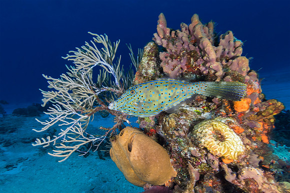 Scrawled Filefish swimming over a coral reef - Cozumel, Mexico