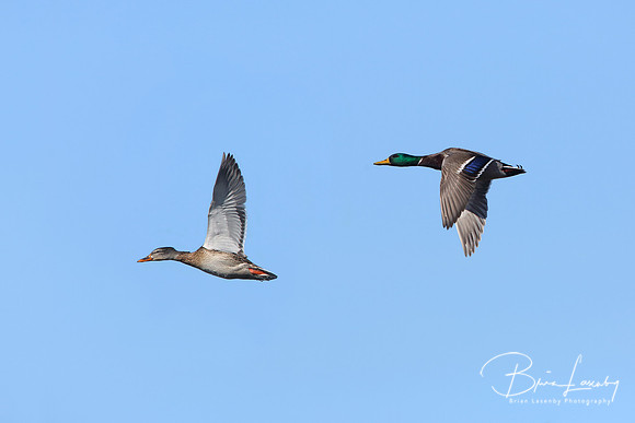 Pair of Mallards in Flight