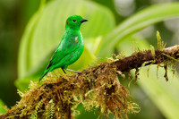Glistening Green Tanager perched on an branch covered in epiphyt