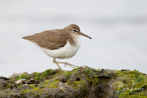 Spotted Sandpiper foraging on an algae-covered rock - Florida