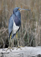 Tricolored Heron perched on a log in a marsh