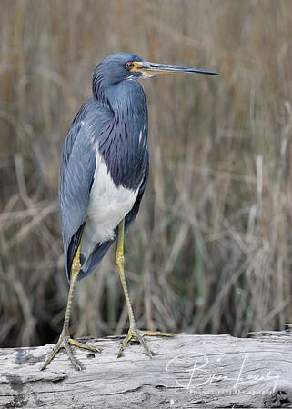 Tricolored Heron perched on a log in a marsh