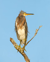 Tricolored Heron perched on a dead branch - Jekyll Island, GA