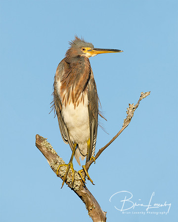 Tricolored Heron perched on a dead branch - Jekyll Island, GA