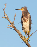 Tricolored Heron perched on a dead branch - Jekyll Island, GA