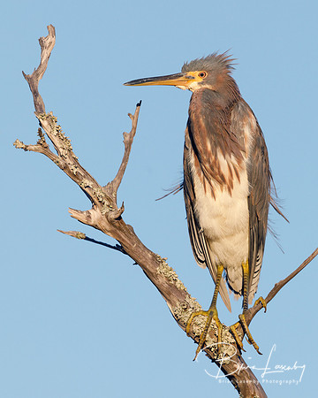 Tricolored Heron perched on a dead branch - Jekyll Island, GA