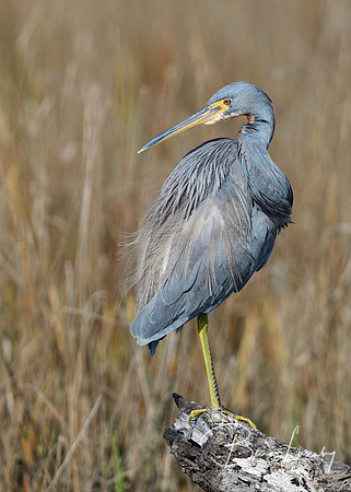 Tricolored Heron perched on a log in a marsh