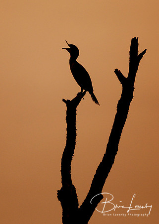Double-crested Cormorant yawning at sunrise