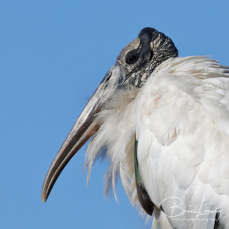 Closeup of a Wood Stork