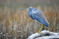Tricolored Heron perched on a log in a marsh