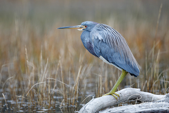 Tricolored Heron perched on a log in a marsh