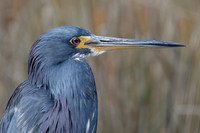 Closeup of a Tricolored Heron