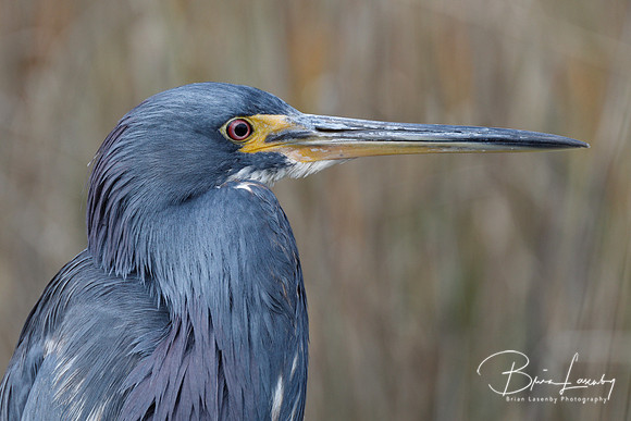 Closeup of a Tricolored Heron