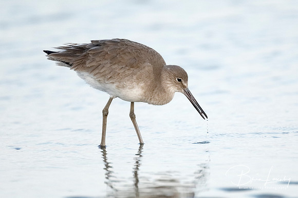 Willet foraging on a beach in winter