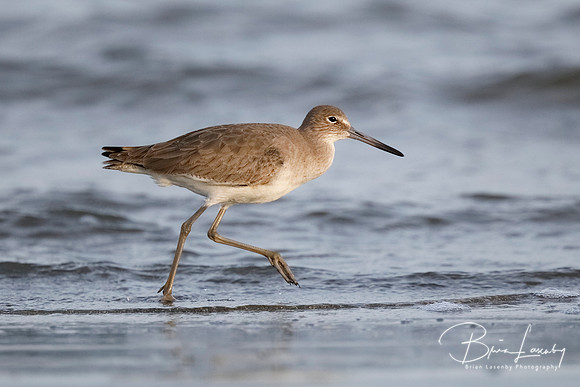 Willet foraging on a beach in winter
