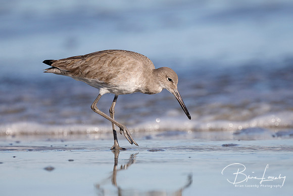 Willet foraging on a beach in winter